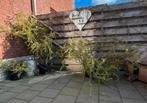 Krulwilg stekjes, Tuin en Terras, Planten | Bomen, Ophalen, Overige soorten