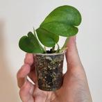 Scindapsus jade satin, Huis en Inrichting, Kamerplanten, Ophalen of Verzenden, Halfschaduw, Minder dan 100 cm