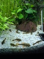 Ancitrus baby's, Dieren en Toebehoren, Vissen | Aquariumvissen, Vis