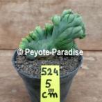 Supermonster Cactussen - San Pedro Cactus vorm, Verzenden, Minder dan 100 cm, Volle zon, In pot