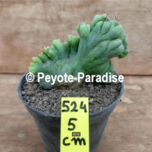 Supermonster Cactussen - San Pedro Cactus vorm, Huis en Inrichting, Kamerplanten, Cactus, Minder dan 100 cm, Volle zon, In pot