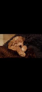 🥰We hebben hele bijzondere kleurtjes Labradoodle 🥰, Dieren en Toebehoren, Honden | Retrievers, Spaniëls en Waterhonden, Rabiës (hondsdolheid)
