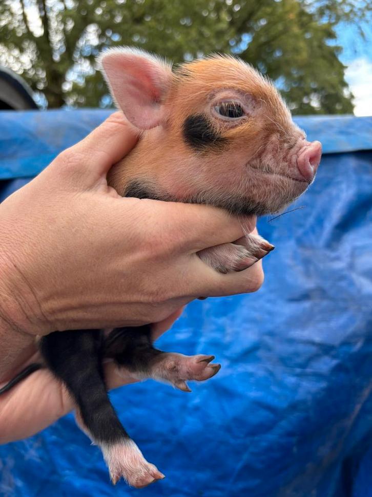 Gothinger biggen minivarken, Dieren en Toebehoren, Schapen, Geiten en Varkens, Varken, Meerdere dieren