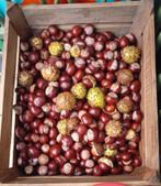 Verse wilde PAARDENKASTANJES 🌰🌰🌰, Hobby en Vrije tijd, Knutselen, Ophalen, Nieuw