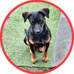 Lotte is in Nederland, Dieren en Toebehoren, Particulier, Rabiës (hondsdolheid), 1 tot 2 jaar, Buitenland