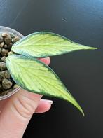 Hoya polyneura (inner variegated) 1, zelden aangeboden, Overige soorten, Minder dan 100 cm, Bloeiende kamerplant, Halfschaduw