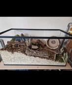 Hamsterkooi kooi / terrarium, Dieren en Toebehoren, Knaagdieren en Konijnen | Hokken en Kooien, Kooi, Zo goed als nieuw, Hamster