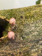 Appelslakken rose paarse en witte, Dieren en Toebehoren, Vissen | Aquariumvissen, Slak of Weekdier