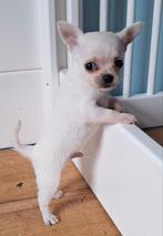 Klein chihuahua reutje pup kortharig, Reu, 8 tot 15 weken, Eén hond, Chihuahua