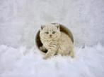 Prachtige raszuivere Britse korthaar kittens, Meerdere dieren, 0 tot 2 jaar, Ingeënt