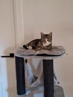 Mooie lieve aanhankelijke poes, Dieren en Toebehoren, Katten en Kittens | Overige Katten, Poes, Kortharig, 3 tot 5 jaar