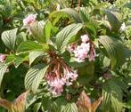 Viburnum soorten, Ophalen of Verzenden