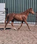New forest jaarling hengst en palomino  jaarling hengst, Dieren en Toebehoren, Paarden, Hengst, Minder dan 160 cm, 0 tot 2 jaar