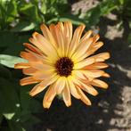 Goudbloem calendula zaadjes, Ophalen of Verzenden, Voorjaar, Volle zon, Zaad