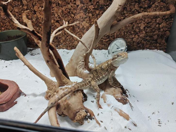 Dwergbaardagaam met compleet terrarium, Dieren en Toebehoren, Reptielen en Amfibieën, Hagedis, 0 tot 2 jaar, Met terrarium, Tam