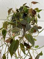 Philodendron hederaceum Micans hangpot heartleaf, Huis en Inrichting, Kamerplanten, Ophalen, Overige soorten, Minder dan 100 cm