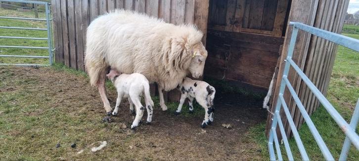 Drachtigheid controlle schapen, Dieren en Toebehoren, Schapen, Geiten en Varkens, Schaap, Vrouwelijk