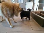 Pup reu sheltie mix zoekt thuis, Particulier, Reu, 8 tot 15 weken, Buitenland