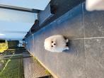 Pomeriaan reuke, Dieren en Toebehoren, Honden | Poolhonden, Keeshonden en Oertypen, België, Particulier, 15 weken tot 1 jaar, Reu