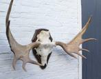 Groot Scandinavisch ELAND GEWEI op houten schild (ref. F), Verzamelen, Dierenverzamelingen, Ophalen, Gebruikt, Hert, Gewei of Kop