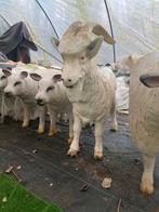 Polyester Schapen en Bok Tuinbeelden, Ophalen of Verzenden, Gebruikt, Kunststof, Dierenbeeld