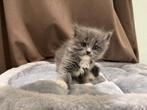 Ragdoll X Maine Coon kittens (Racoons) NOG 2 KITTENS!, Meerdere dieren, Gechipt, 0 tot 2 jaar