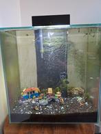 Aquarium fluval 46 liter, Ophalen, Zo goed als nieuw, Gevuld zoetwateraquarium