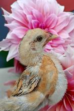 Gratis Kuiken  ( haantjes ), Dieren en Toebehoren, Pluimvee, Geslacht onbekend, Kip