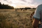 Gezocht: gras - grasland - afgrazen - weides, Dieren en Toebehoren, Stalling en Weidegang