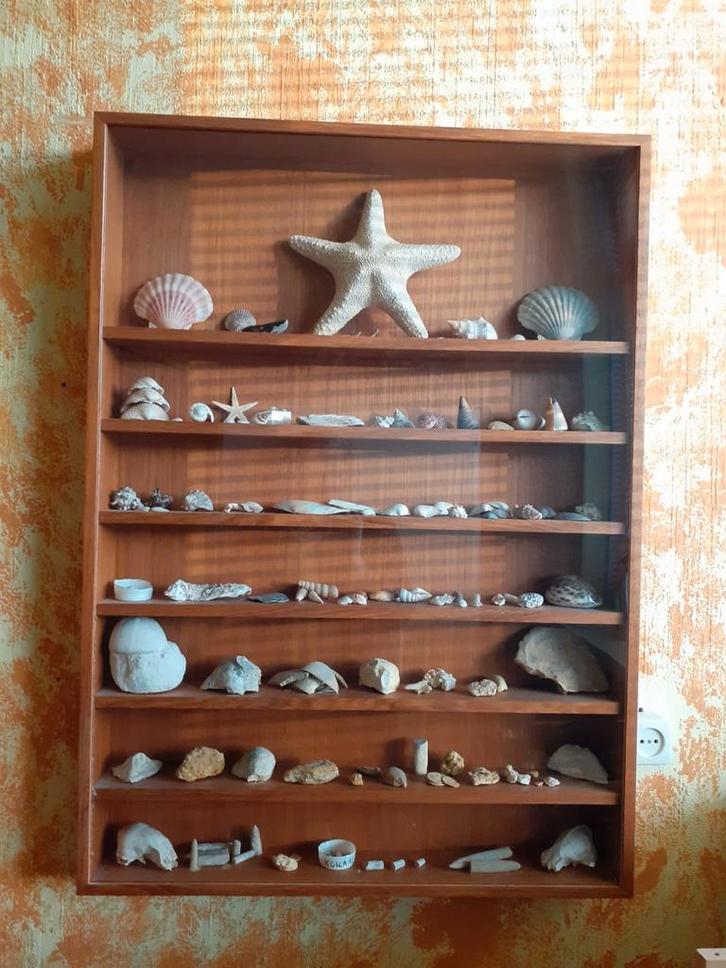 Schelpen verzameling, Verzamelen, Mineralen en Fossielen, Schelp(en), Ophalen