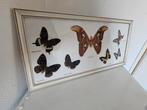 Taxidermie Vlinders in Lijst, Ophalen of Verzenden, Insect, Opgezet dier