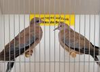 Koppeltje Senegal tortels, Meerdere dieren