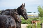 Knappe 13 jarige lieve ruin PRE x Fries, Gechipt, Minder dan 160 cm, Ruin, Zadelmak