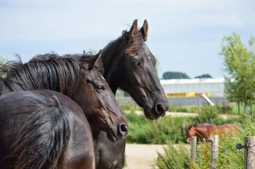 Knappe 13 jarige lieve ruin PRE x Fries, Dieren en Toebehoren, Paarden, Ruin, Zadelmak, Minder dan 160 cm, 11 jaar of ouder, Recreatiepaard