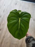 philodendron pastazanum 3, Huis en Inrichting, Kamerplanten, Ophalen of Verzenden