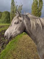 Prachtige kruising Camargue paard, Dieren en Toebehoren, Paarden, Merrie, Met stamboom, Minder dan 160 cm, Zadelmak