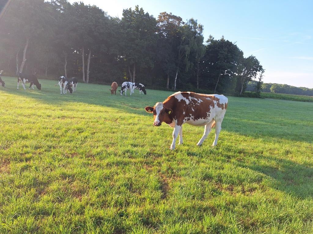 1x stier, red agnus en vaarzen, Dieren en Toebehoren, Runderen, Mannelijk