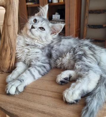 High Silver Maine Coon kater met sramboom beschikbaar voor biedingen