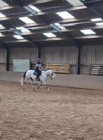 Super lieve allround Engels Volbloed ruin te koop, Dieren en Toebehoren, Paarden, Ruin, Recreatiepaard, Met stamboom, 7 tot 10 jaar