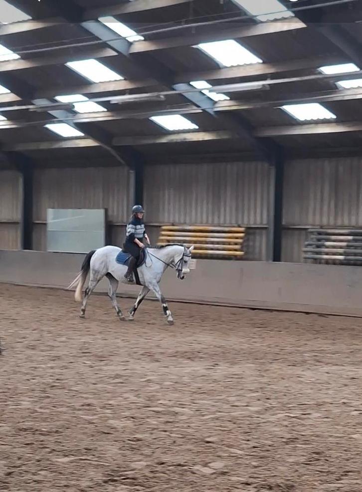 Super lieve allround Engels Volbloed ruin te koop, Dieren en Toebehoren, Paarden, Ruin, 7 tot 10 jaar, Recreatiepaard, Met stamboom