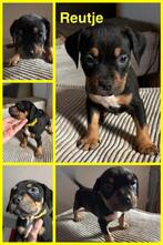 bully XL pups, 8 tot 15 weken, Parvo, Bulldog, Meerdere