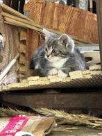muizenvangers voor een groooote tuin, Dieren en Toebehoren, Katten en Kittens | Overige Katten, Meerdere dieren, Kortharig, 0 tot 2 jaar