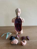 Mini anatomisch model, Ophalen of Verzenden, Gebruikt