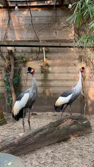 Mooi koppel kroonkraanvogels beschikbaar voor biedingen