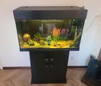 Aquarium, Dieren en Toebehoren, Vis, Zoetwatervis, Schoolvis