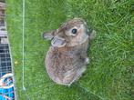 Mooi kleurdwerg, Dieren en Toebehoren, Konijnen, Mannelijk, Dwerg
