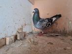 Te Koop 3 voor 100 euro of 40 euro per duif, Dieren en Toebehoren, Vogels | Duiven, Vrouwelijk
