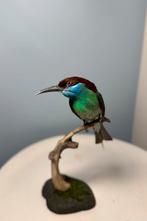 Opgezette Maleise bijeneter (Merops viridis), Ophalen of Verzenden, Zo goed als nieuw, Vogel, Opgezet dier