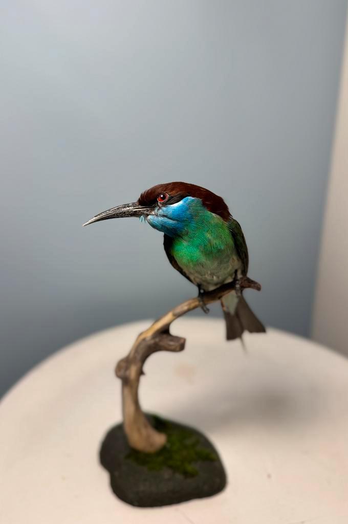 Opgezette Maleise bijeneter (Merops viridis), Verzamelen, Dierenverzamelingen, Zo goed als nieuw, Opgezet dier, Vogel, Ophalen of Verzenden