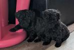 Toypoedel puppies, raszuivere toypoedeltjes, Dieren en Toebehoren, 8 tot 15 weken, Meerdere, Meerdere dieren, CDV (hondenziekte)